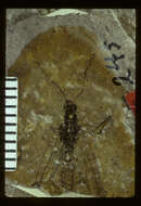 Image of <i>Dyspetochrysa vetuscula</i> (Scudder 1890)
