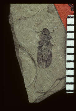 Image of Rhagoderidea