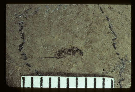 Image of Palaeotorymus