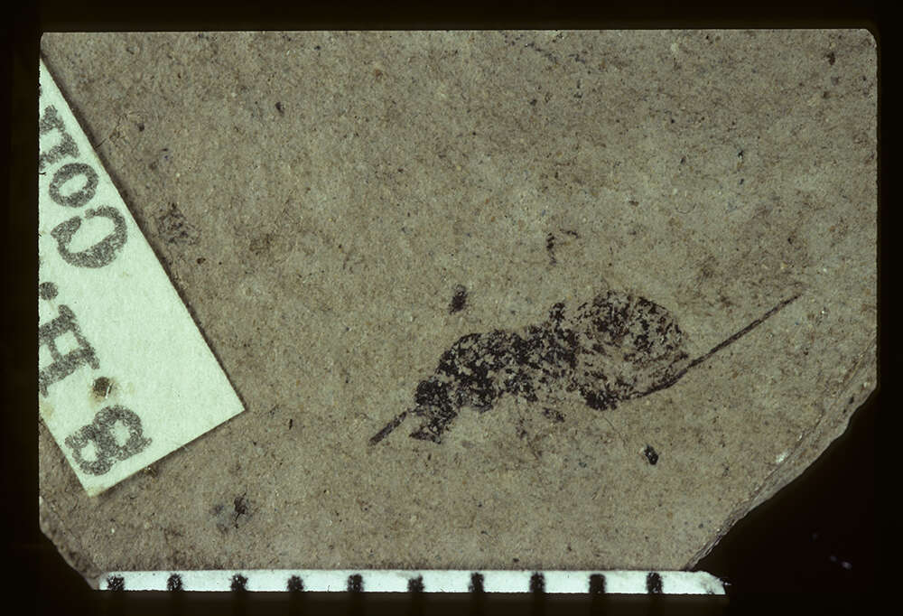 Image of Palaeotorymus typicus Brues 1910