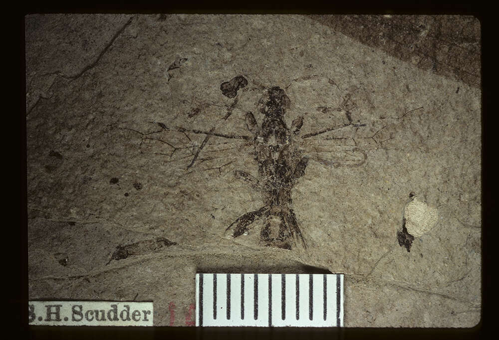 Image of Ichneumon pollens Brues 1910