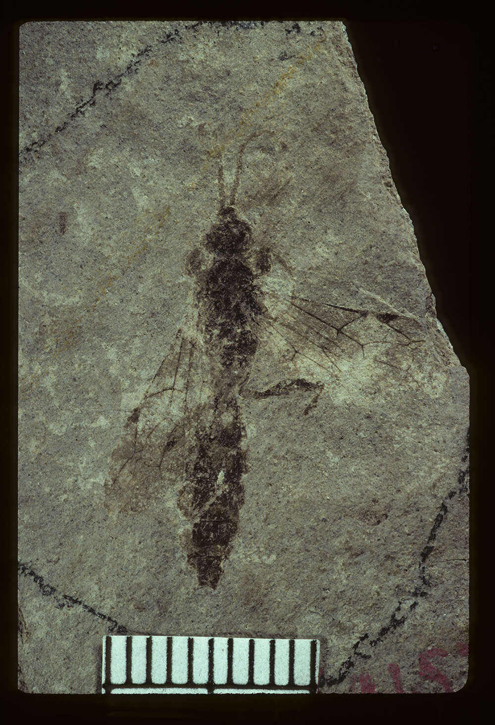 Image of Ichneumon pollens Brues 1910