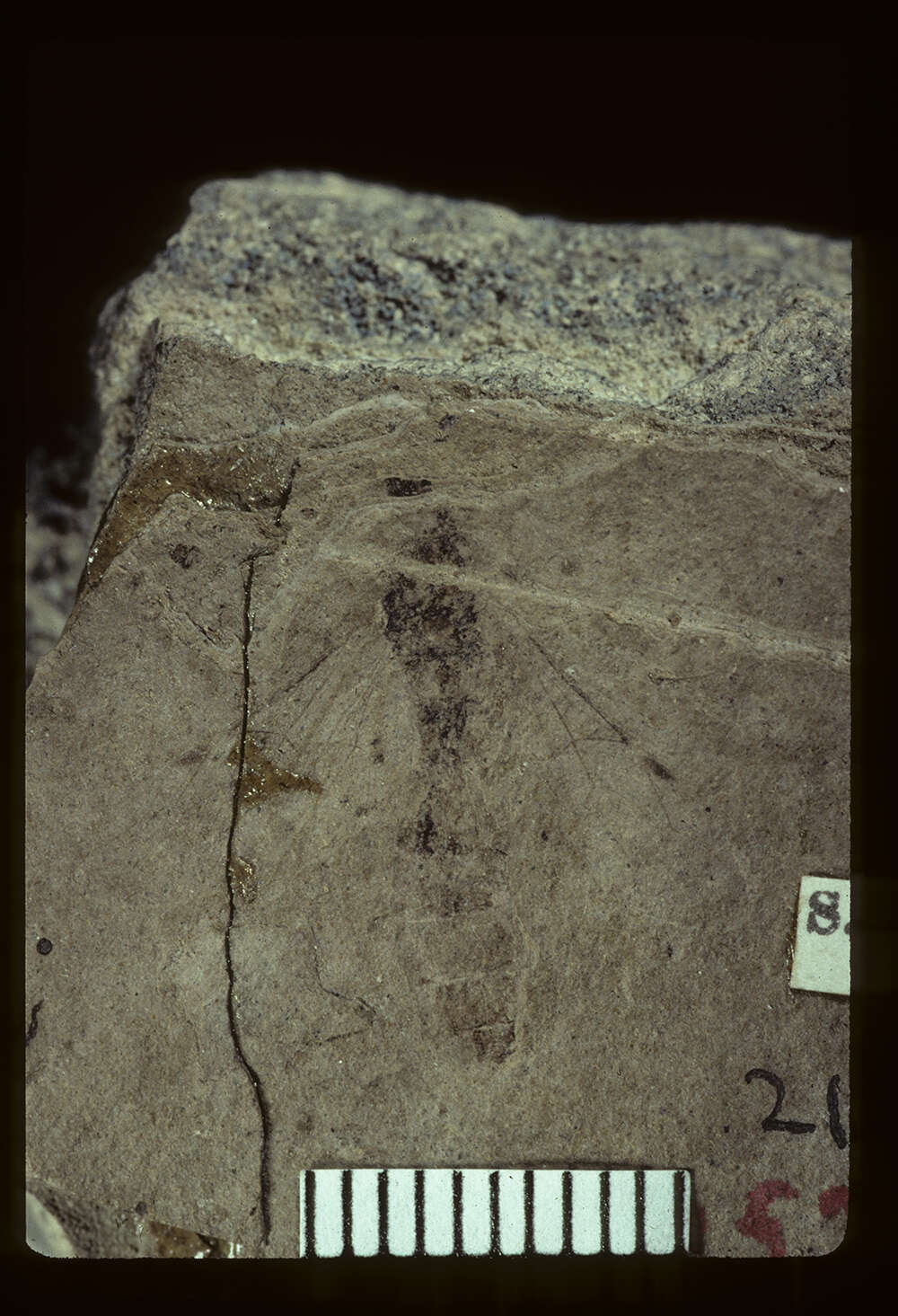 Image of Ichneumon pollens Brues 1910