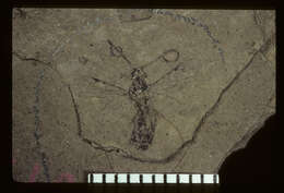 Image of Ichneumon obduratus Brues 1910