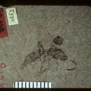 Image of Ichneumon exesus Brues 1910