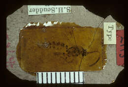 Image of Ichneumon torpefactus Brues 1910