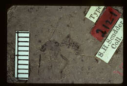 Image of Ichneumon concretus Brues 1910
