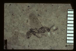 Image of Ichneumon somniatus Brues 1910