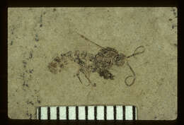 Image of Pimpla revelata Brues 1910