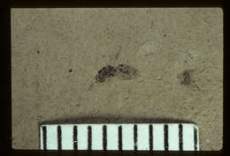 Image of Palaeotorymus typicus Brues 1910