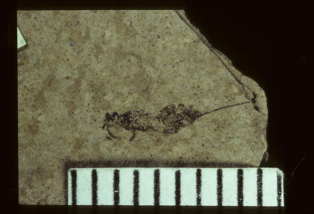 Image of Palaeotorymus typicus Brues 1910
