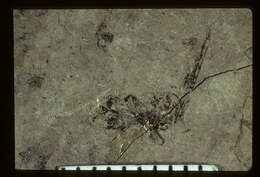 Image of Palaeotorymus typicus Brues 1910