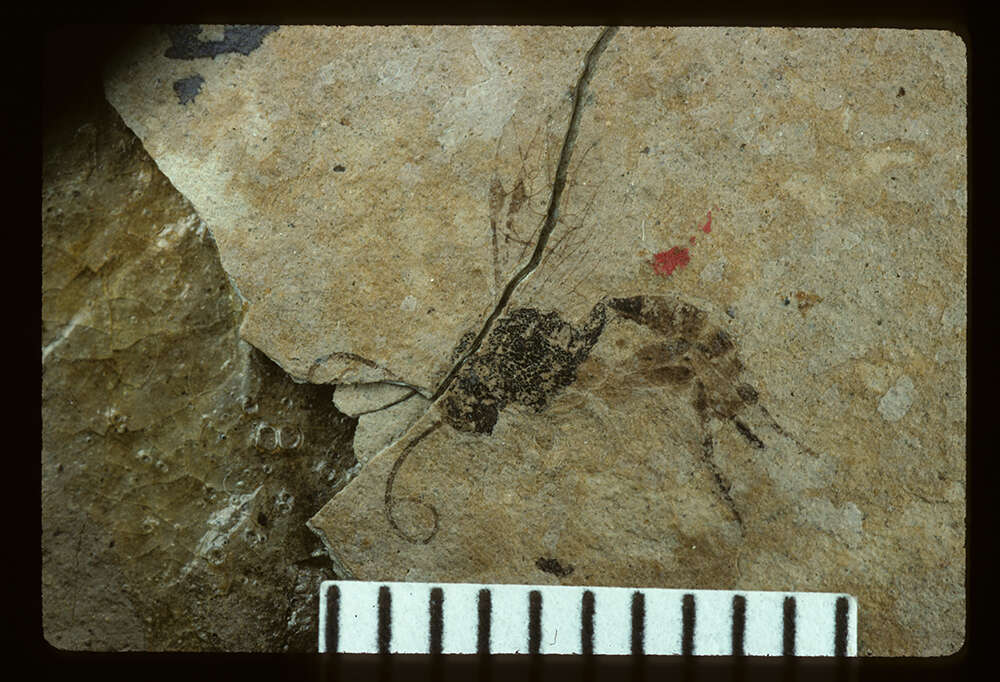 Sivun Mesochorus terrosus Brues 1910 kuva