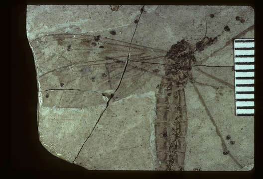 Image of <i>Tipula tartari</i> Scudder 1894