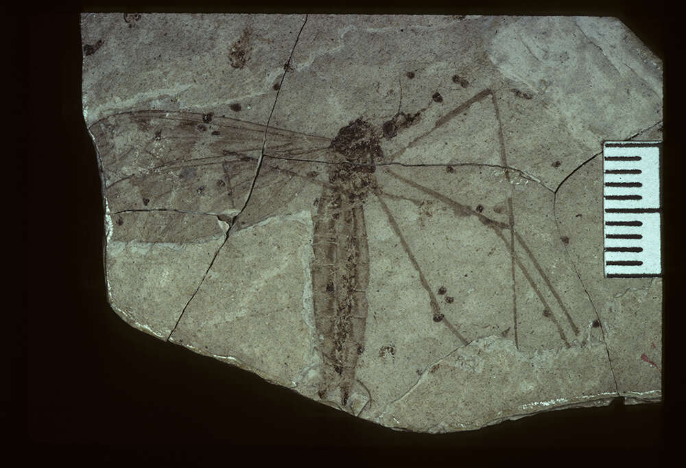 Image of <i>Tipula tartari</i> Scudder 1894