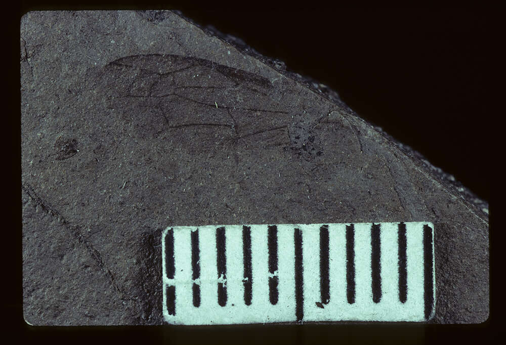 Image of Palaeovespa gillettei