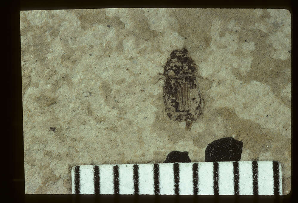 Image de <i>Ataenius restructus</i> (Wickham 1912)