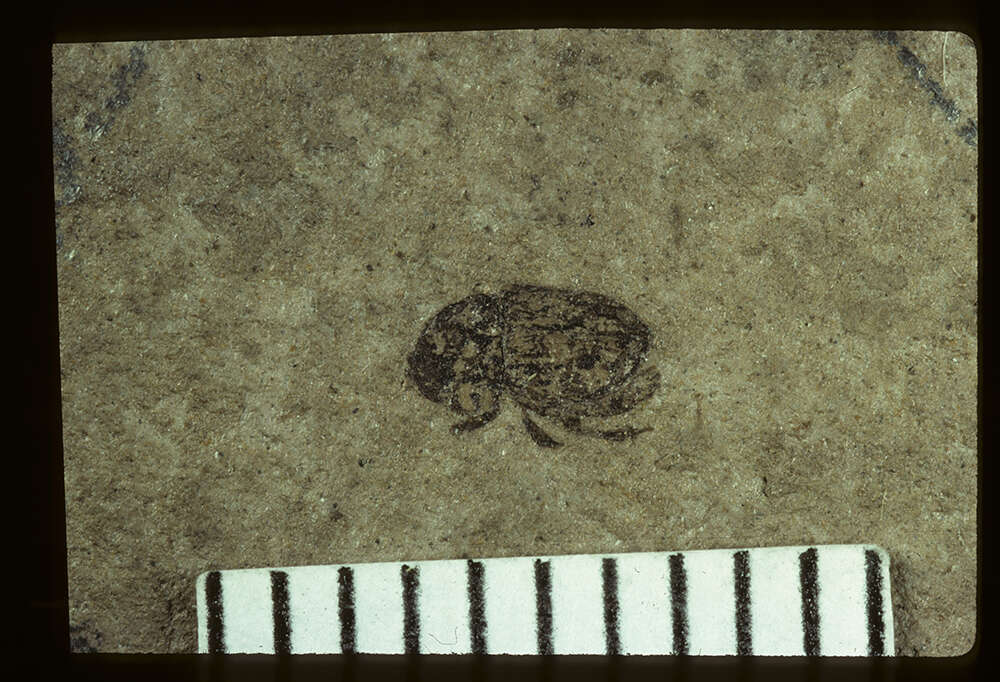 Image of <i>Aphodius mediaevus</i> Wickham 1914