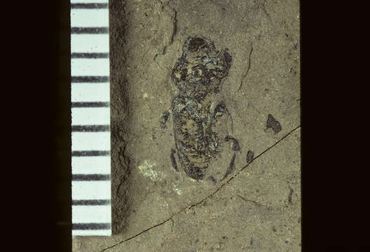 Image of <i>Aphodius praeemptor</i> Wickham 1913