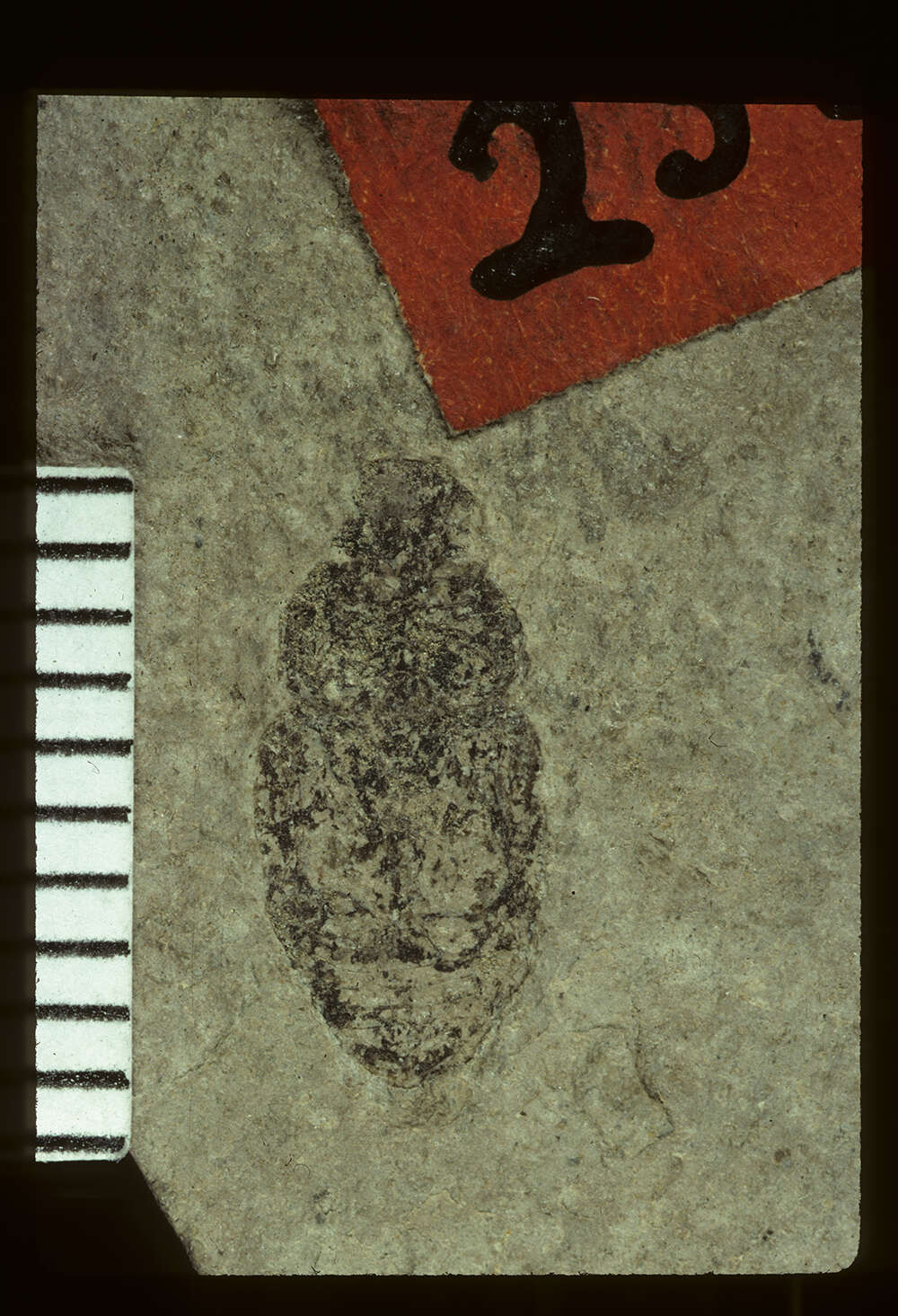 Image of <i>Hoplia striatipennis</i> Wickham 1914