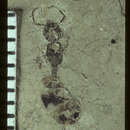 Image of Mianeuretus mirabilis Carpenter 1930