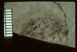 Image of <i>Ligyrus compositus</i>