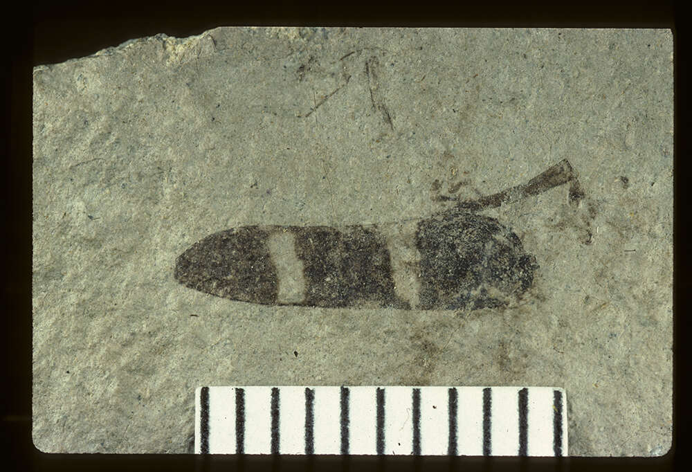 Image of Phymatodes miocenicus Wickham 1914