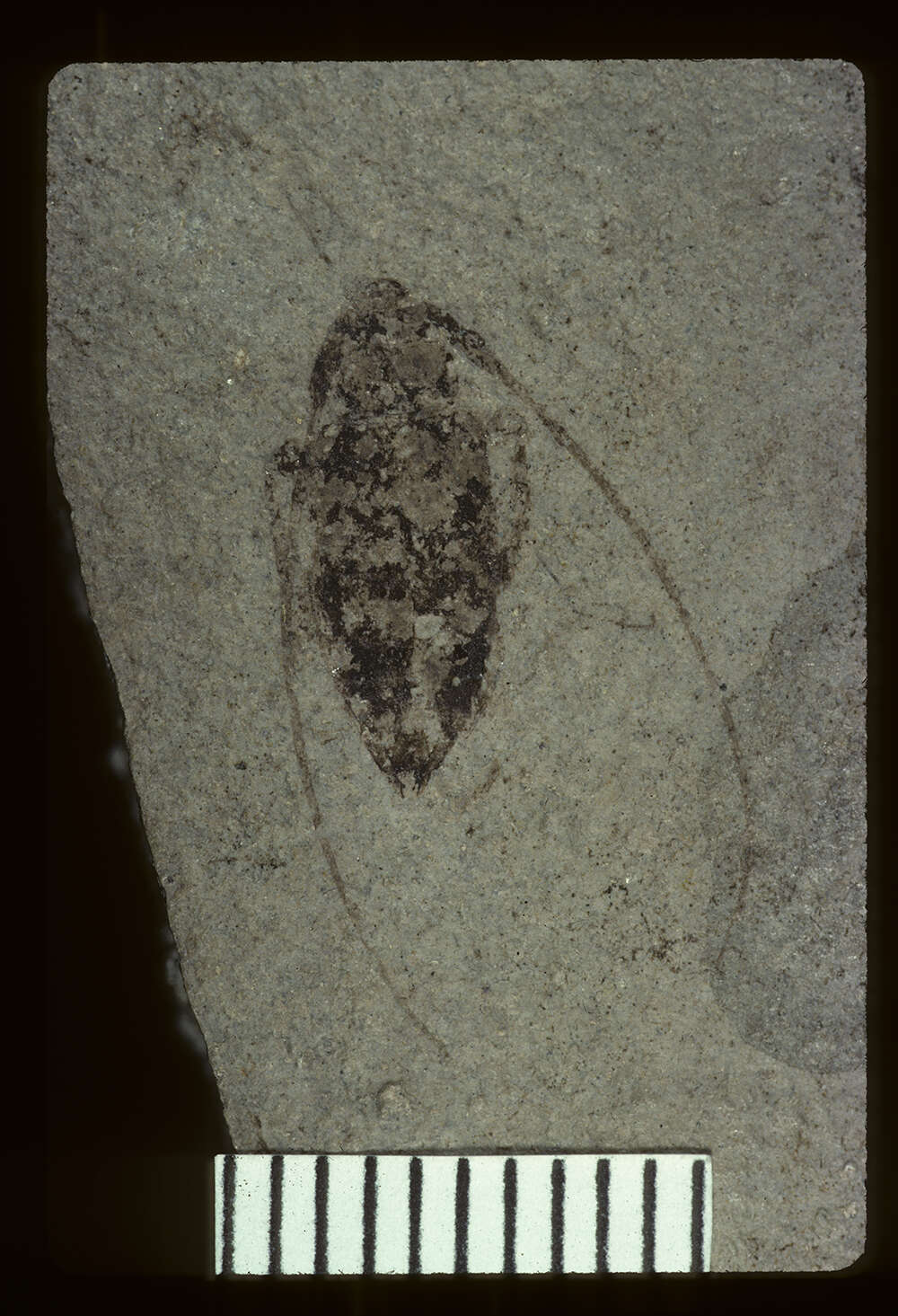 Imagem de Leptostylus scudderi Wickham 1914