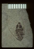 Image of Leptostylus scudderi Wickham 1914
