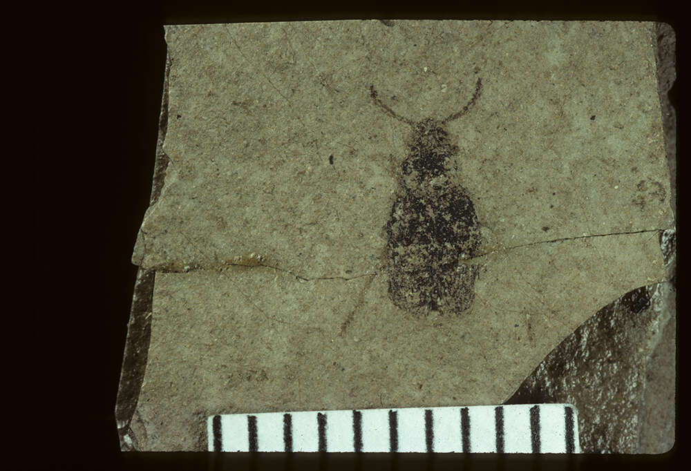 Image of <i>Crioceridea dubia</i> Wickham 1912