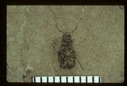 Image of <i>Crioceridea dubia</i> Wickham 1912