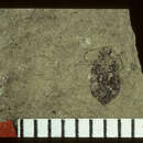 Image of <i>Diabrotica uteana</i> Wickham 1914