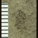 Image of <i>Diabrotica florissantella</i> Wickham 1914