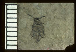 Image of <i>Oligobruchus primoticus</i> (Wickham 1914)
