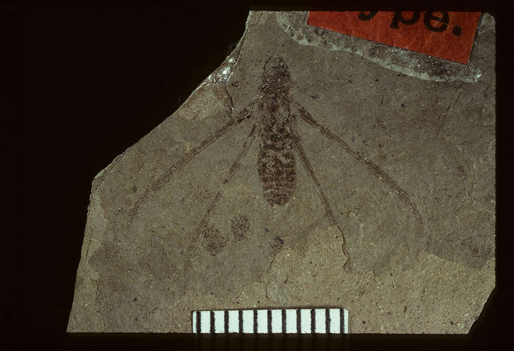 Image of <i>Prokalotermes hagenii</i> (Scudder 1883)