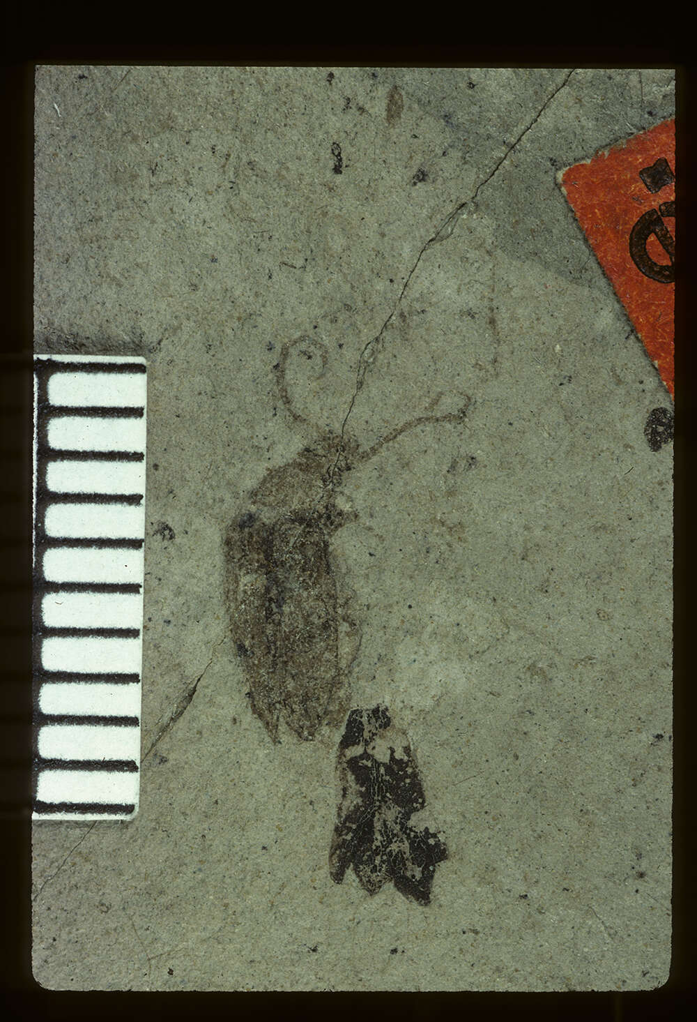 Image of <i>Hymenorus haydeni</i> Wickham 1914