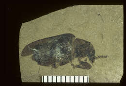 Image of <i>Paloedemera crassipes</i> Wickham 1914