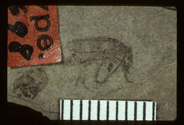 Image of <i>Tetraonyx minuscula</i> Wickham 1914