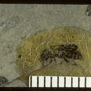 Image of <i>Epicauta subneglecta</i> Wickham 1914