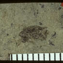 Image de <i>Colaspis luti</i> Scudder 1900