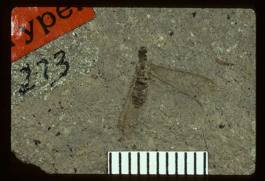 Image of <i>Reticulitermes fossarum</i> (Scudder 1883)