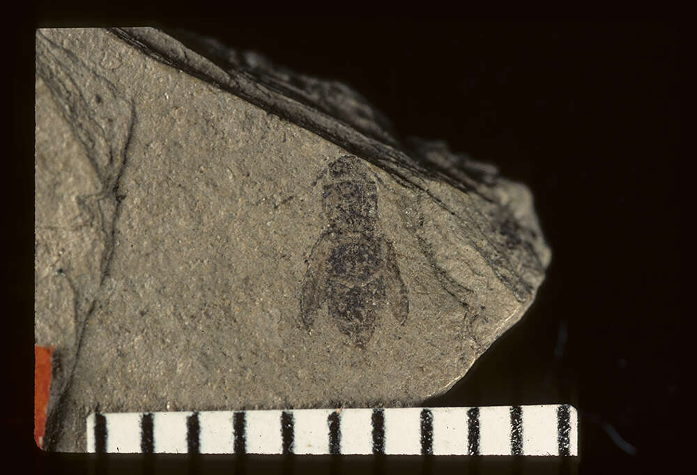 Image of <i>Cryptagriotes minusculus</i> Wickham 1916