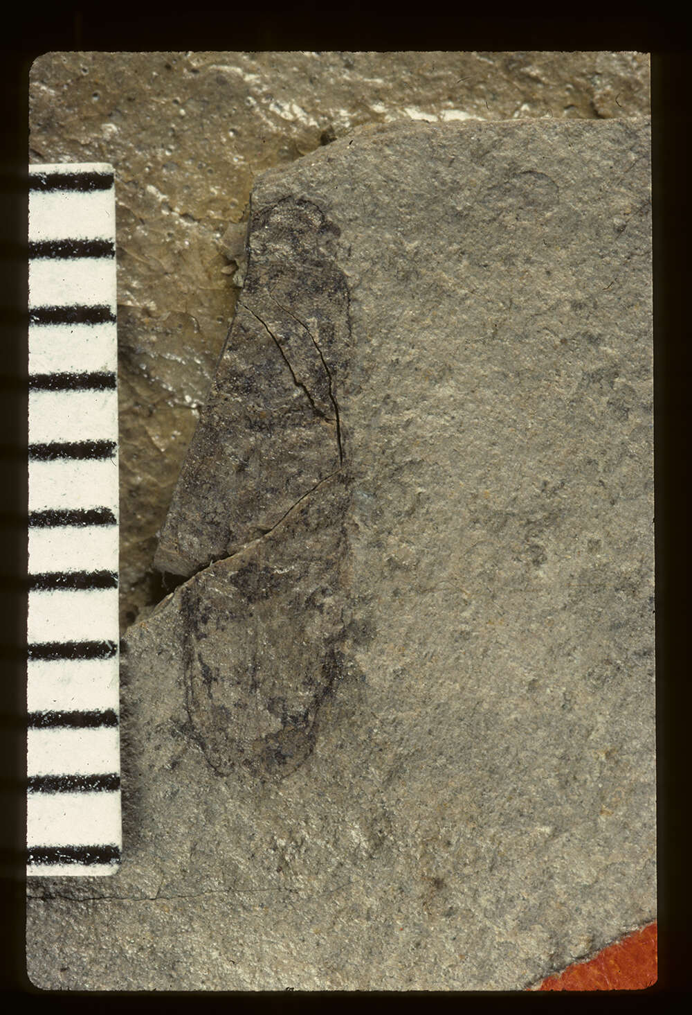 Image of <i>Megapenthes primaevus</i> Wickham 1916