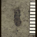 Image of <i>Cardiophorus cockerelli</i> Wickham 1916