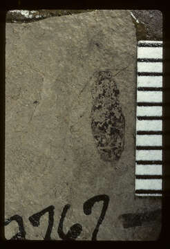 Image of <i>Cardiophorus cockerelli</i> Wickham 1916