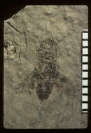 Image de <i>Lacon exhumatus</i> Wickham 1916