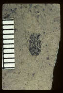 Image of <i>Chrysobothris coloradensis</i> Wickham 1914