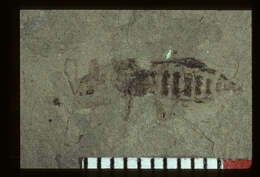 Image of <i>Podabrus fragmentatus</i> Wickham 1914