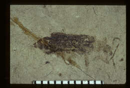Image of <i>Podabrus fragmentatus</i> Wickham 1914