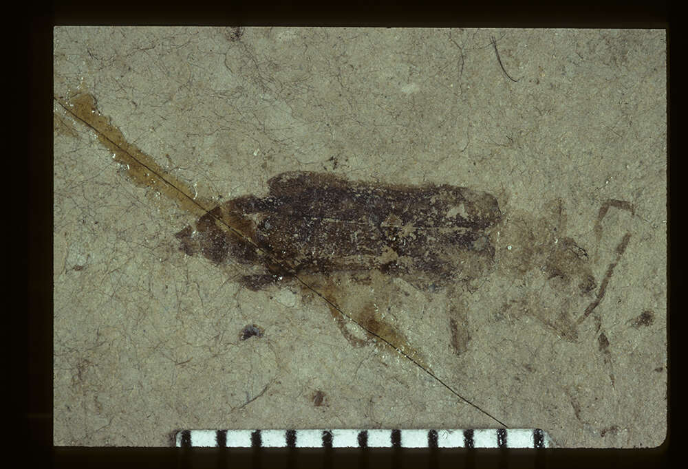 Image of <i>Podabrus fragmentatus</i> Wickham 1914